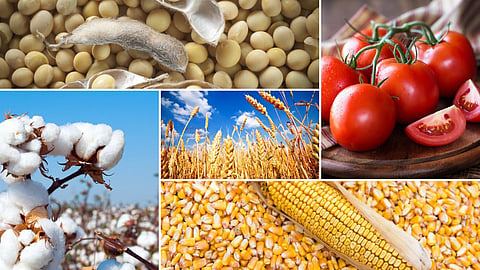 Agriculture Market 