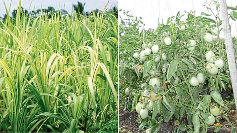 Plant Nutrients