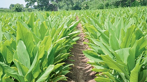 Turmeric Farming