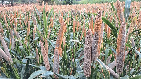 Summer Crop