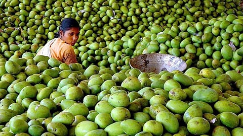 Mango