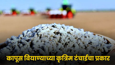Cotton Seeds