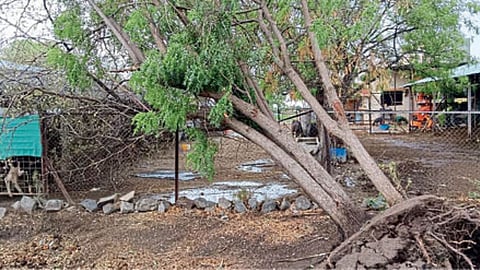 Rain Damage
