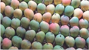 Hapus Mango