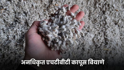 HTBT Cotton Seed 