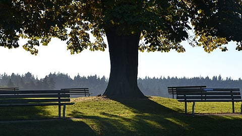 Tree Shade
