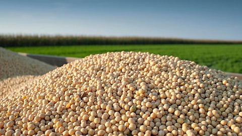 Soybean Seeds