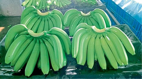 Banana