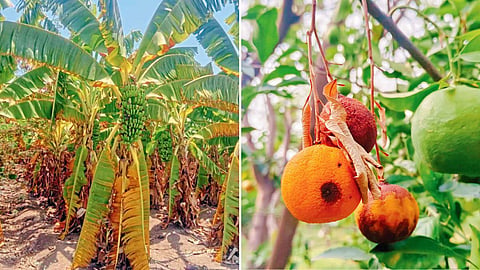 Crop Damage