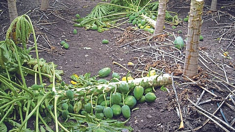 Crop Damage 
