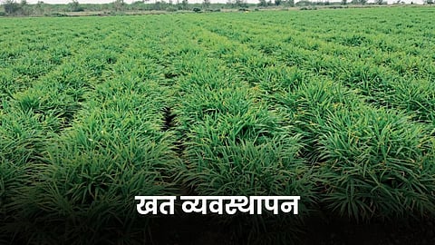 Ginger Crop