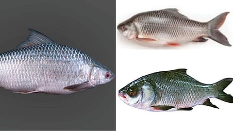 Fish Farming