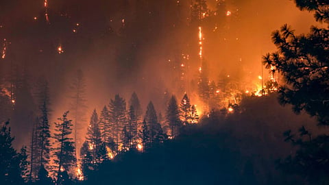 Forest Fire Himachal
