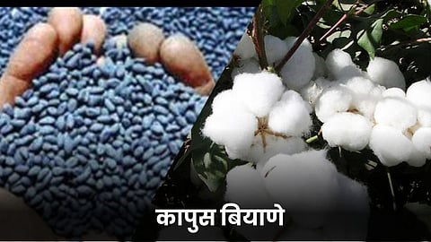 Cotton Seeds 