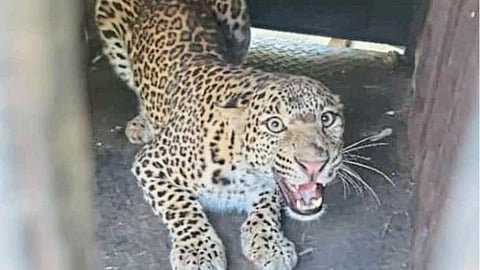 Leopard