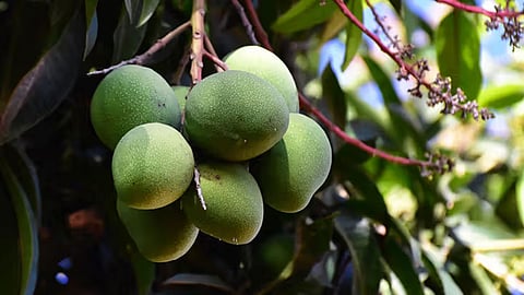 Mango