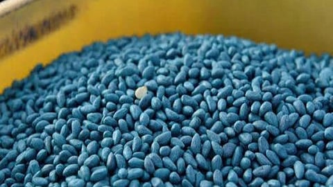 Cotton Seeds