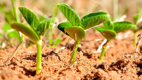 Soybean 