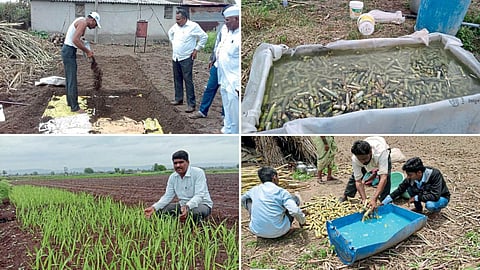 Supercane Nursery 
