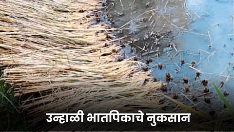 Crop Damage