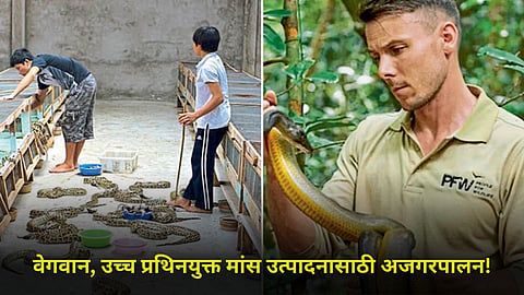 Python Rearing