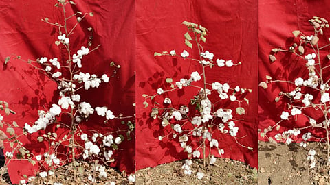 Straight Cotton Variety