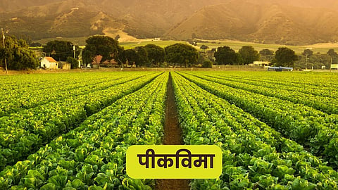 Crop Insurance