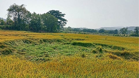 Crop Damage