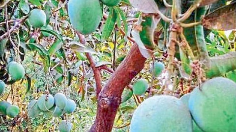 Mango Season 