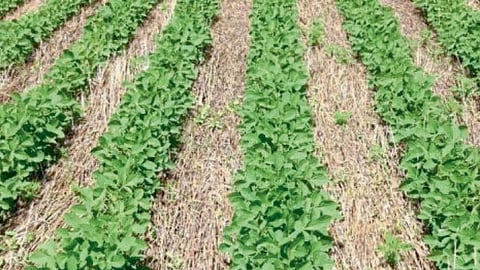 Zero Tillage Farming 