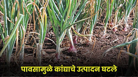 Onion Crop