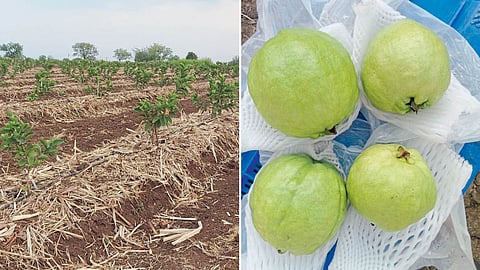 Guava Farming 