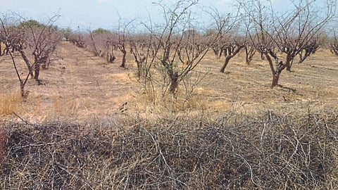 Orchard Pruning 