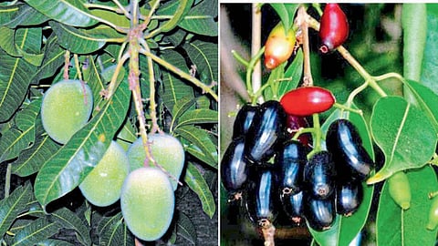 Fruit Leaves Medicine 