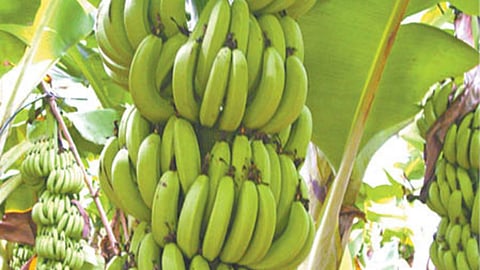 Banana