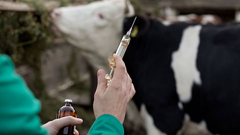 Animal Vaccination