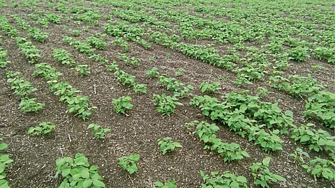 Urad Farming