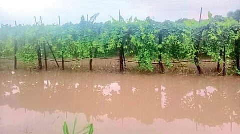 Monsoon Rain