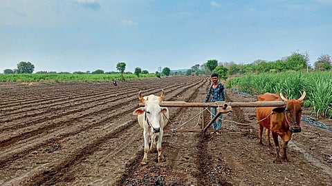 Kharif Season