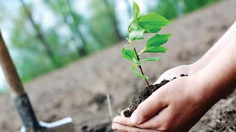 Tree Plantation