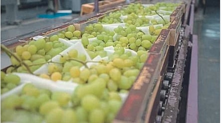 Grape Export