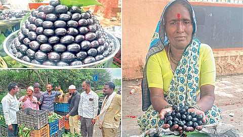 Jamun Farming