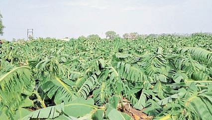 Crop Damage