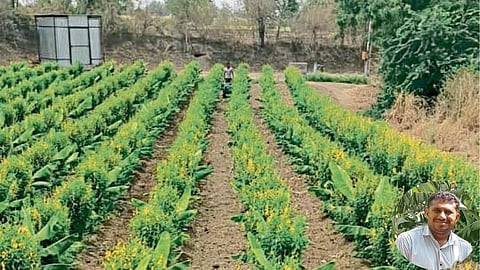 Banana Farming
