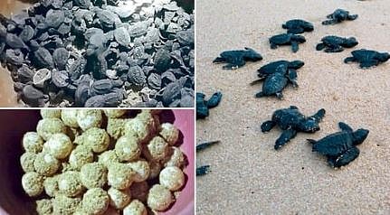 Turtle Conservation