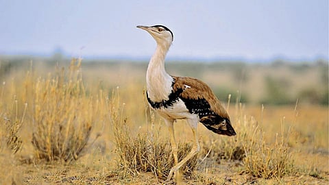 Great Indian Bustard 