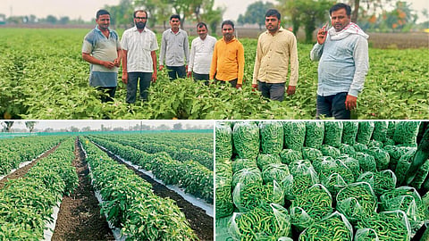 Vegetable Farming 