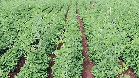 Tur Farming