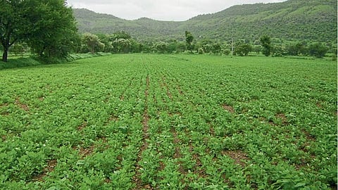 Agriculture Land