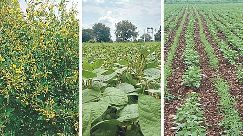 Kharif Crop